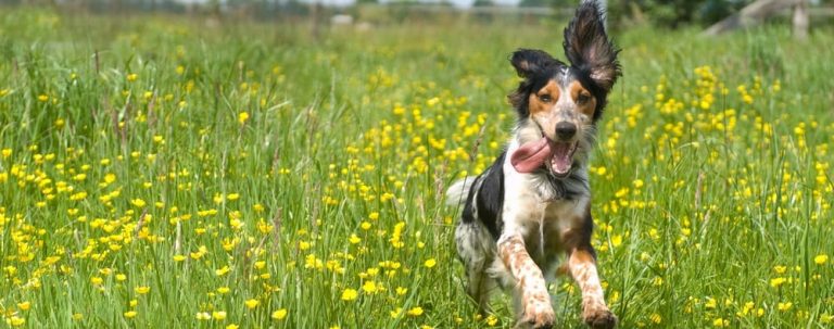 Treating Seasonal Allergies in Dogs: Everything You Need to Know