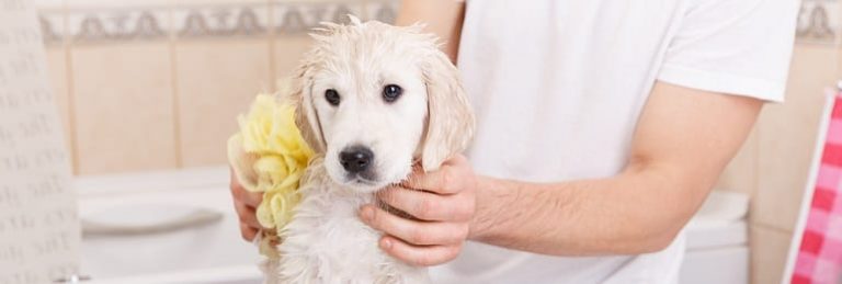 How Often Should I Wash My Dog?