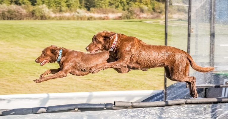 Meet the Labrador Retrievers Flying High in Canine Aquatic Sports!