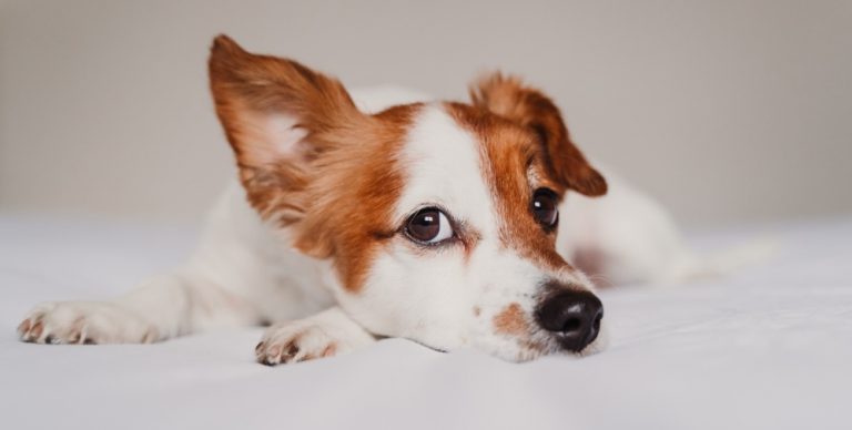 What Are the Most Common Dog Ear Problems?