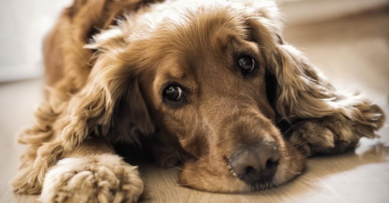 How to Care for Yeast Infections in Dogs