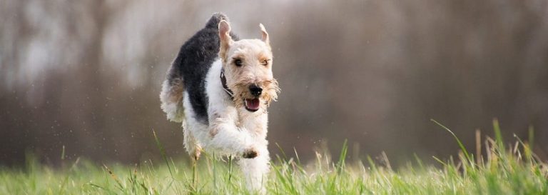 Most Common Allergies in Dogs: A Helpful Guide