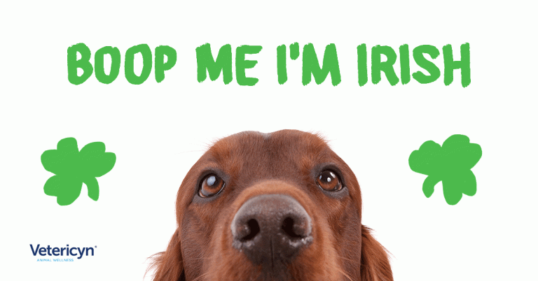 The 9 Official Irish Dog Breeds to Help You Celebrate St. Patrick’s Day