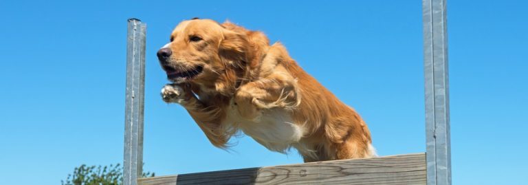 Symptoms of Hyperactivity in Dogs: Everything You Need to Know 