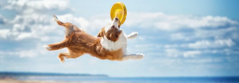 What Active Dogs Need to Stay Healthy