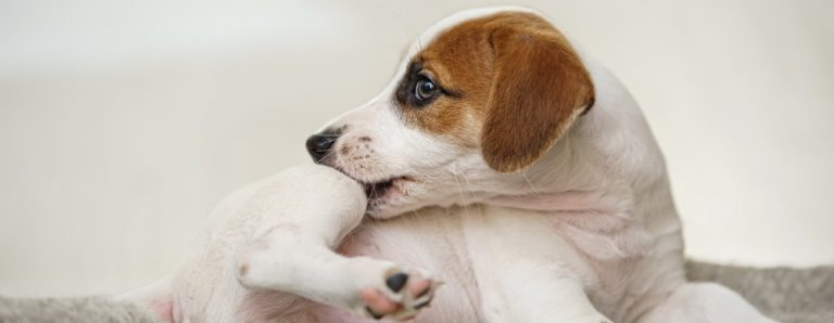 Compulsive Licking, Biting, and Scratching in Dogs: A Helpful Guide