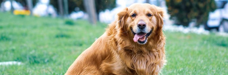 The Adult Stage: Nutritional Needs for Adult Dogs