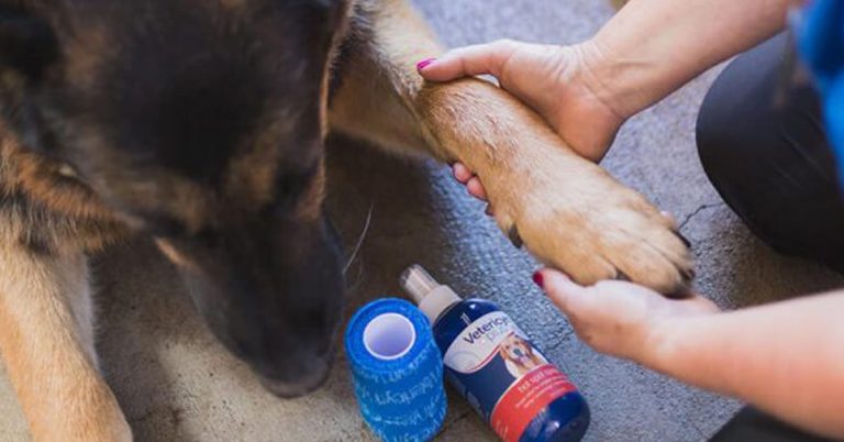 5 Easy Steps to Treating Hot Spots on Dogs