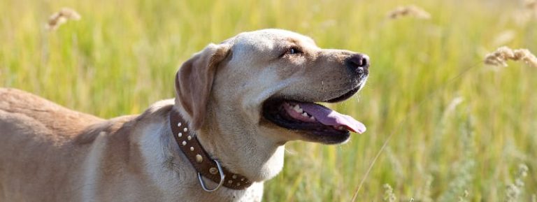 What Is the Best Pet Shampoo for Labrador Retrievers?