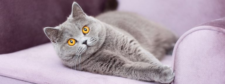 Signs and Symptoms of Cat Skin Allergies