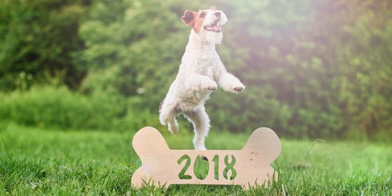 6 At-home Pet Care Habits to Try in 2018