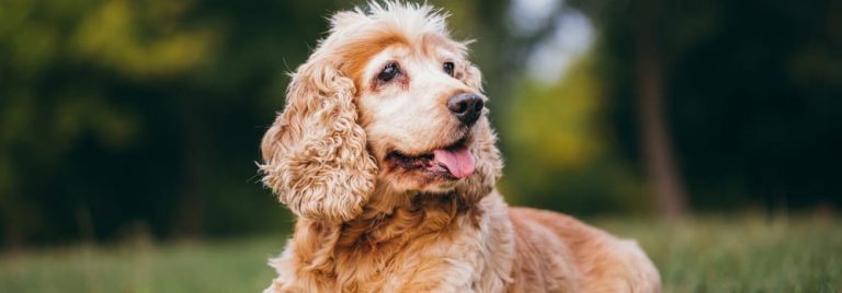 How to Help Mobility in Senior Dogs