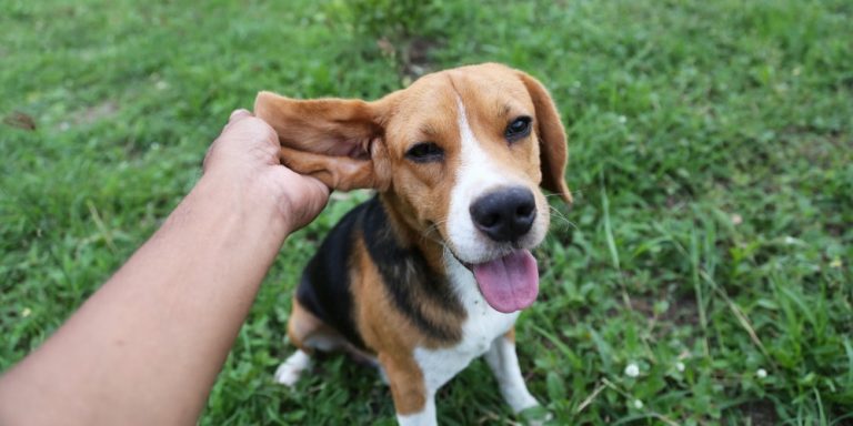 How to Heal an Ear Infection in Dogs