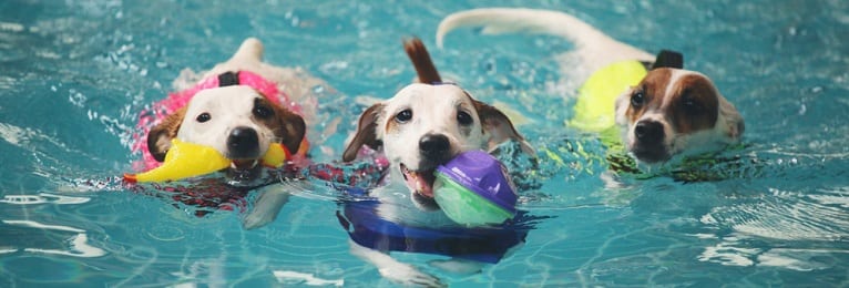 Keeping Your Dog’s Coat Happy All Summer Long