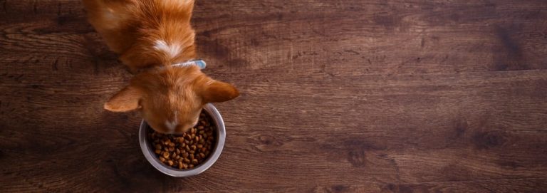 How Long Does it Take a Dog to Digest Food?