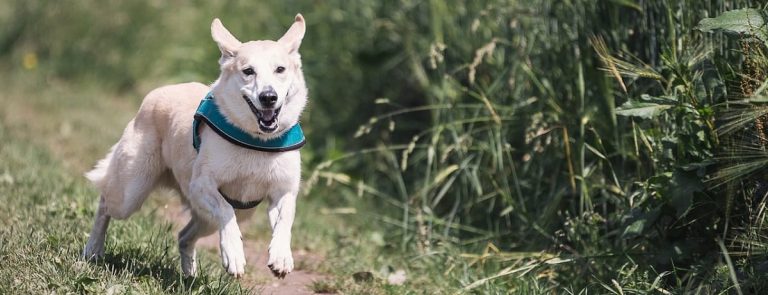 Why Joint Health for Dogs is Important