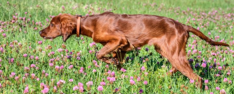 How to Make a Dog’s Coat Shiny: A Helpful Guide