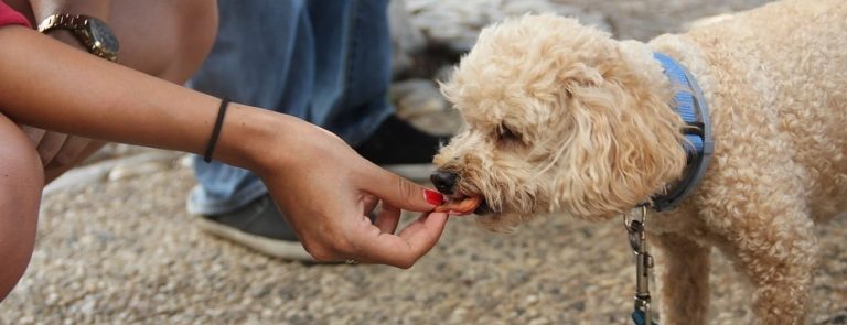 5 Most Common Dog Digestive Issues