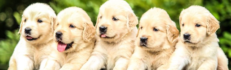 The Puppy Stage: Nutritional Needs for Puppies