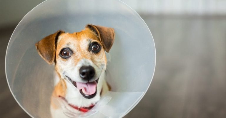 What You Should Do Before and After Your Pet Is Spayed or Neutered