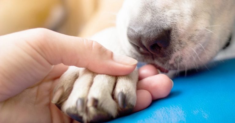 Adopting a Pet? What To Know About Wellness