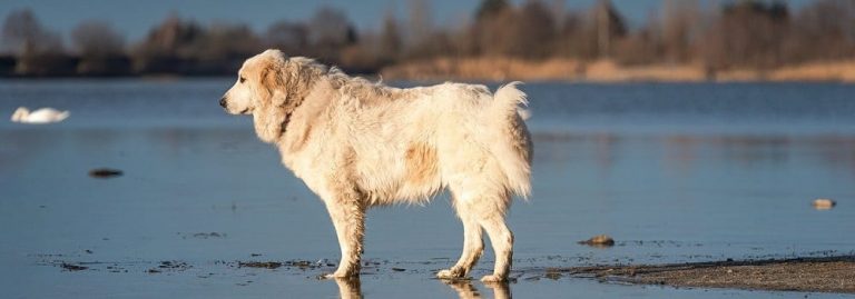 Common Misconceptions About Glucosamine for Dogs