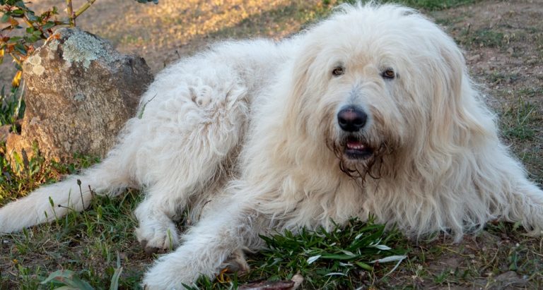 How to Get Mats Out of Dog Hair Effectively