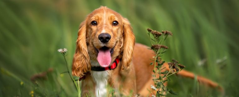 Relieving Your Dog’s Itchy Ears: Everything You Need to Know