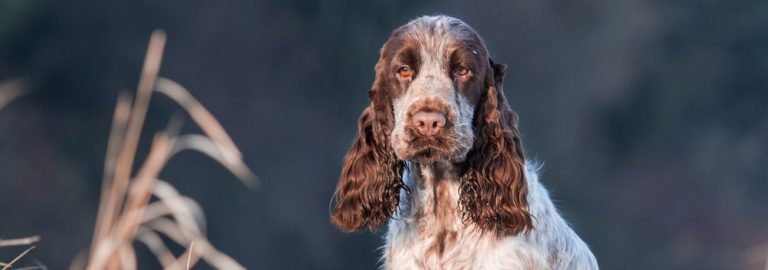 How to Treat Dermatitis in Dogs