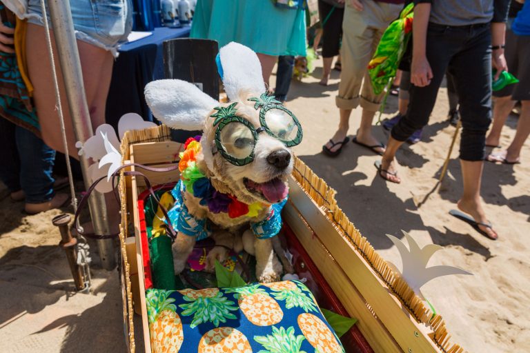 So Cal Corgi Beach Day Spring 2017