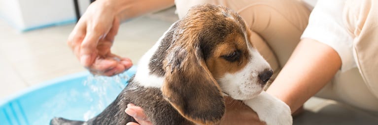 5 Tips for Keeping Your Pup in the Bathtub During Bath Time