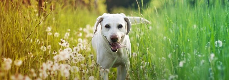 Signs and Symptoms of Seasonal Allergies in Dogs