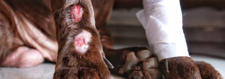 Lick Granuloma in Dogs: Everything You Need to Know