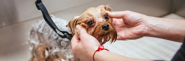 How to Bathe a Dog That’s Scared of Water