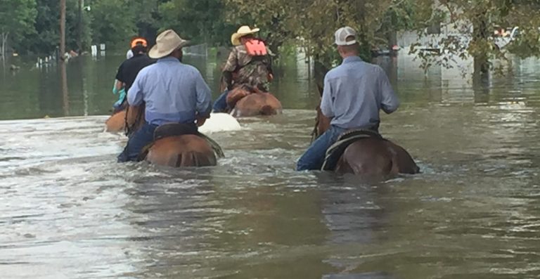 Animals and Disaster: Recovering in the Wake of Hurricane Harvey