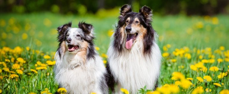 How to Stop a Dog From Shedding