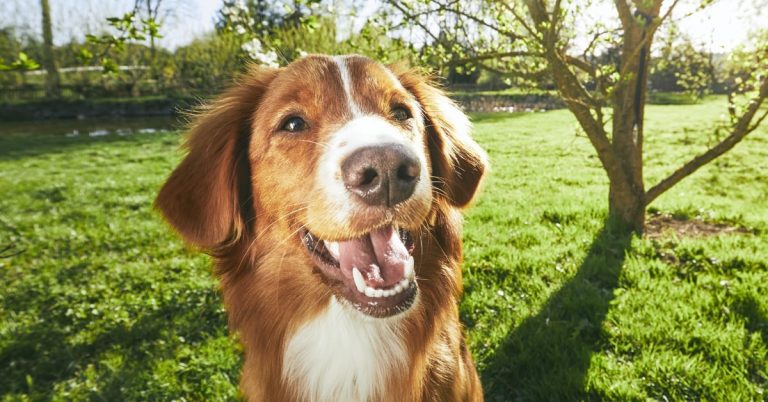 Seasonal Pet Allergies and How To Care for Them