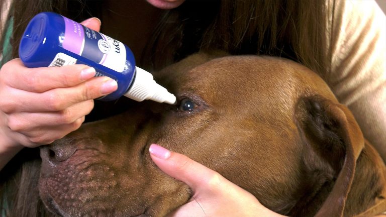 How To Safely Clean Your Dog’s Eyes