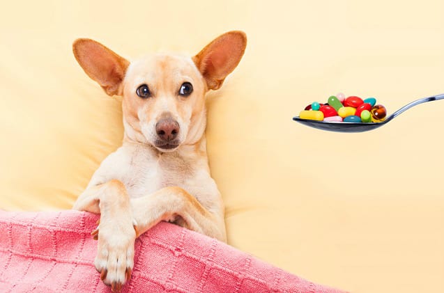 What are the Downsides of Antibiotics for Pets?