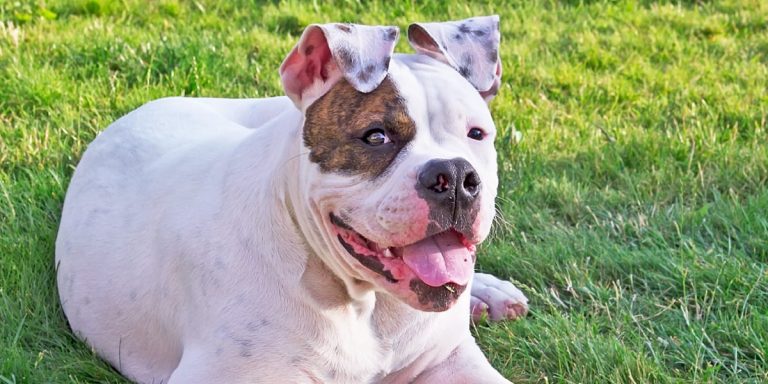 What is the Best Pet Shampoo for Bulldogs?