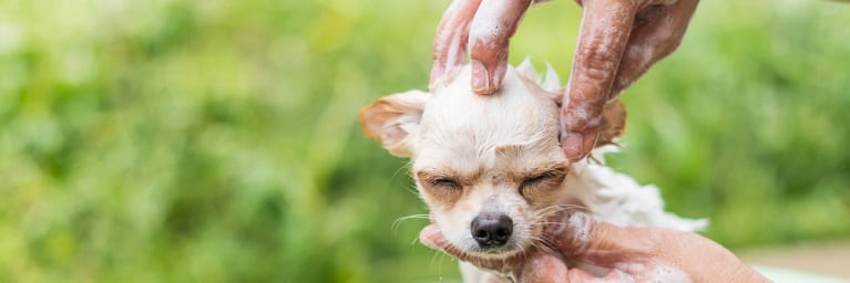 How to Make Your Dog Love Bath Time