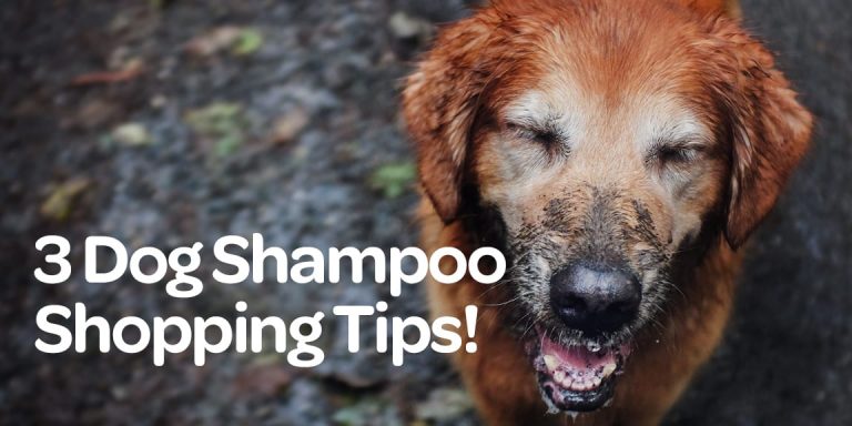 3 Dog Shampoo Shopping Tips