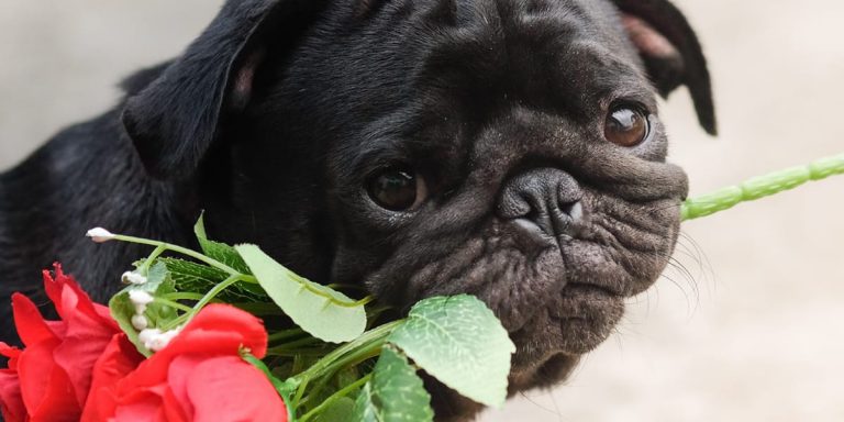 10 Valentine’s Date Ideas for You and Your Dog