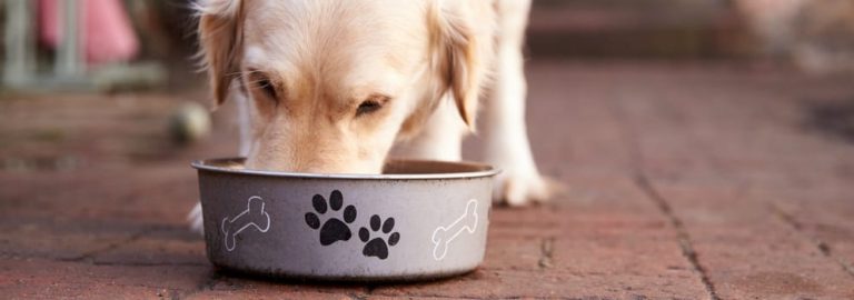 Understanding Food Allergies in Dogs: A Helpful Guide