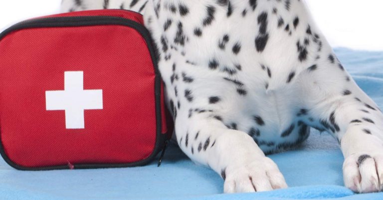 Pet First Aid Kit Essentials