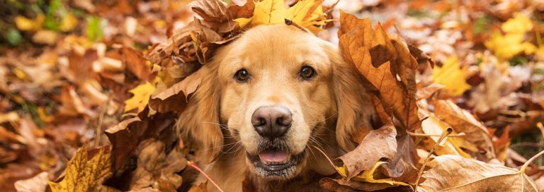 5 Ways You Can Help Your Dog’s Seasonal Skin Issues