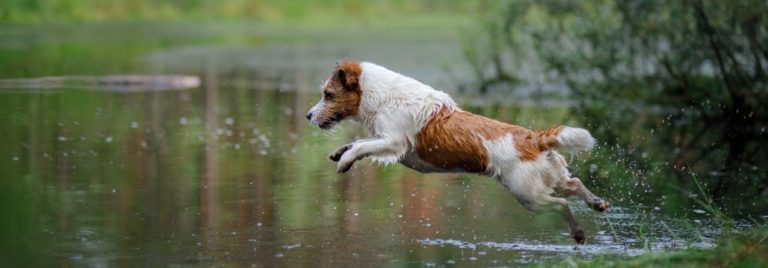 What is Hyperactivity in Dogs?